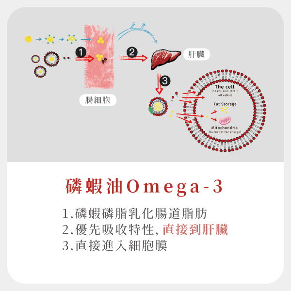 磷蝦油Omega-3
