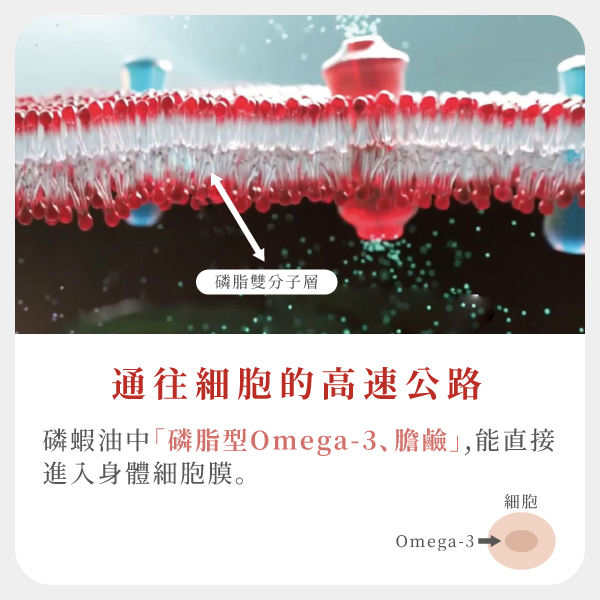 通往細胞的高速公路